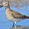 Pectoral Sandpiper